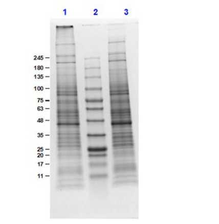 SDS-PAGE of NIH-3T3 Whole Cell Lysate.<br />Lane 1: NIH-3T3 Whole Cell Lysate Reduced (10 μg).<br />Lane 2: Opal Prestained Molecular Weight Marker.<br />Lane 3: NIH-3T3 Whole Cell Lysate Non-Reduced (10 μg).<br />4-20% Gel, Coomassie Stained.